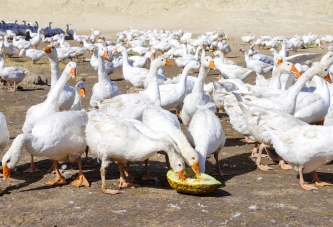 DESTEK BÜYÜKŞEHİRDEN ÜRETMEK VATANDAŞTAN