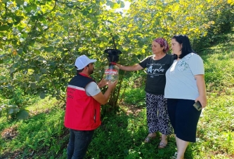 FEROMON TUZAKLAR KOKARCA AVINDA