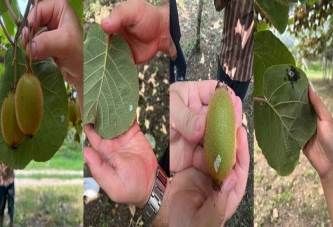 KİVİ ÜRETİCİLERİNE “KOKARCA” UYARISI