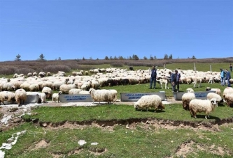 MERALAR DA ISLAH ÇALIŞMALARI SÜRÜYOR