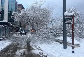 ORDU’DA ŞİDDETLİ KAR, AĞAÇLARA ZARAR VERDİ