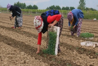 TARIM İŞÇİ ÜCRETLERİ YÜZDE 84,2 ARTTI