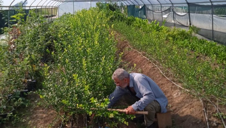 FATSA’DA NARENCİYE ÜRETİMİNE YENİ ADIM