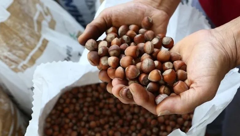 FINDIK İHRACATI 2,5 MİLYAR DOLARI AŞTI